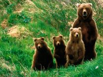 Familia de osos