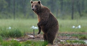 Mitos sobre los osos