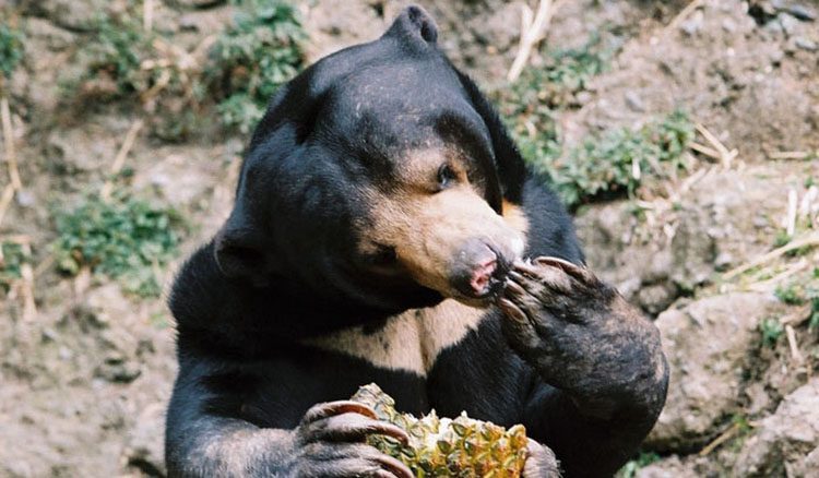 Alimentación de los osos