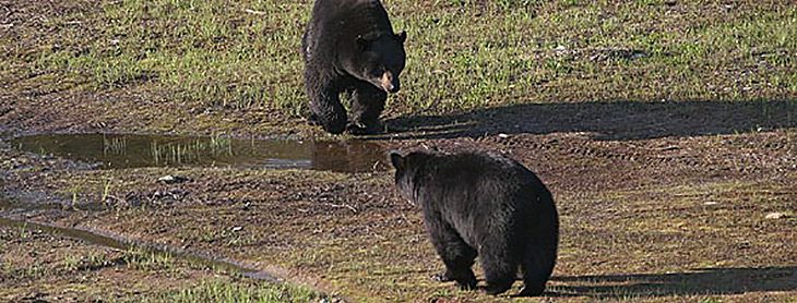 Berreos, gemidos y sonidos guturales de los osos