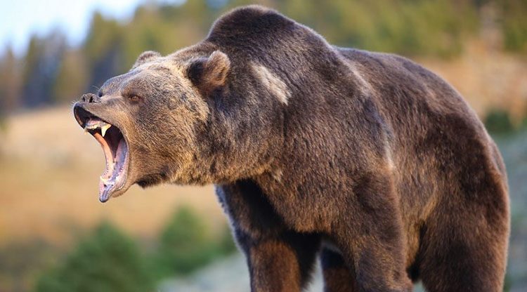 Características generales de los osos