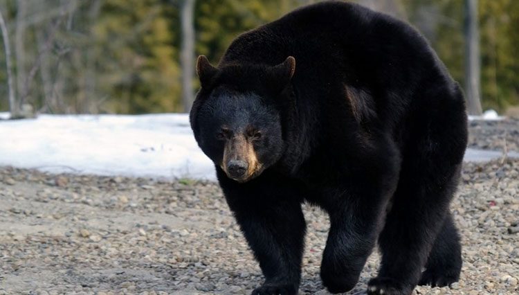 Características y comportamiento de los osos