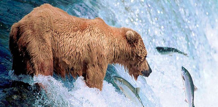 Dieta del Oso de Alaska grizzly