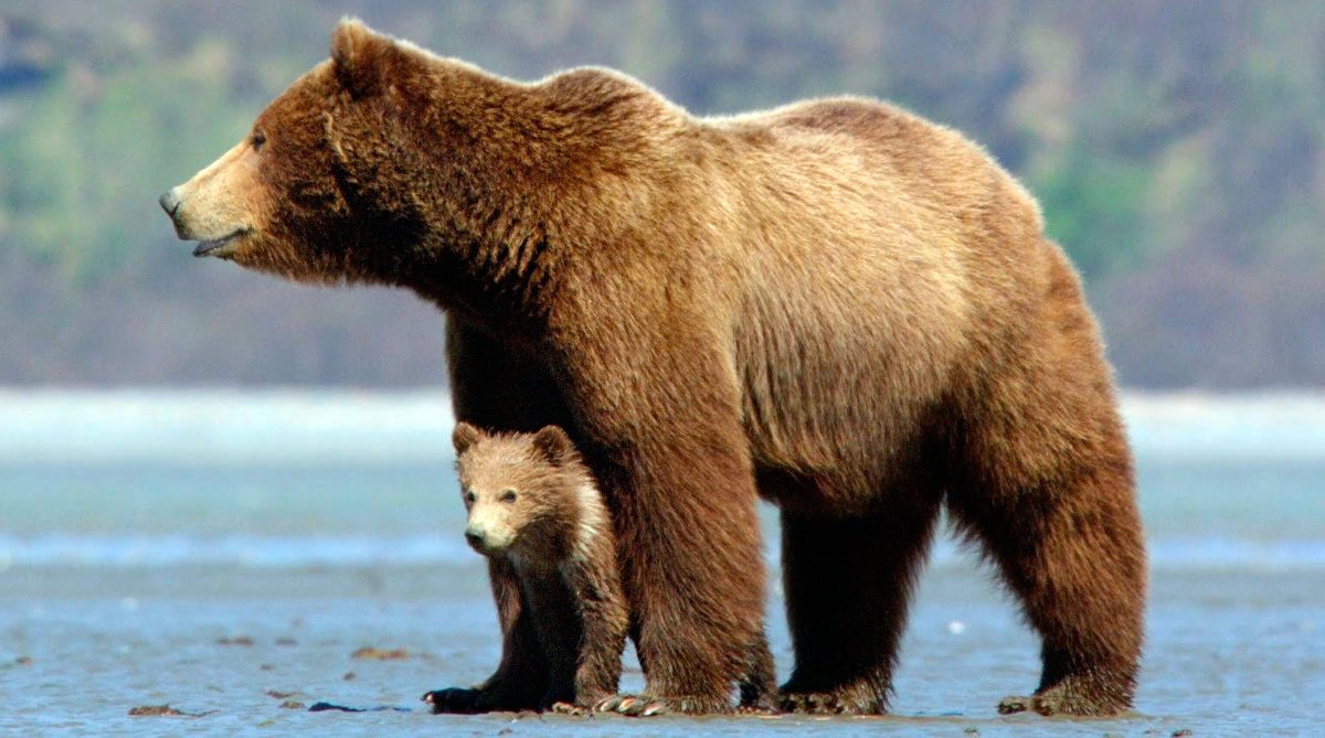 Especies de osos