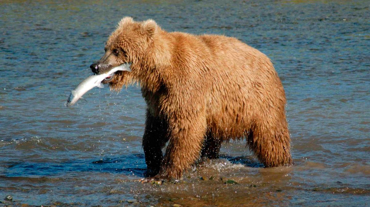 Foto de dieta de los osos