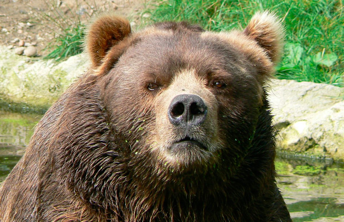 Foto de un oso salvaje