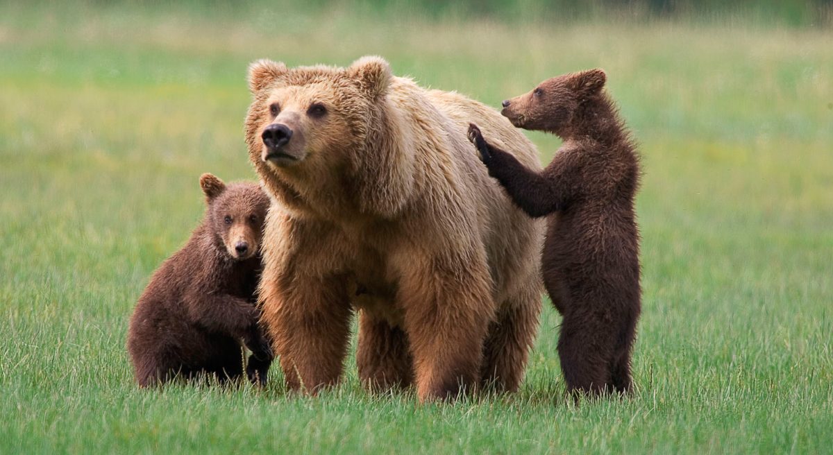 Imágenes de osos