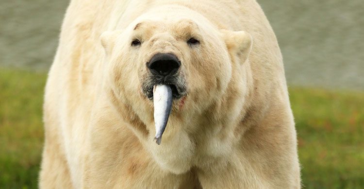 Oso polar comiendo
