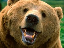 Cara de un oso