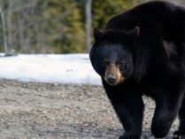 Características y comportamiento de los osos