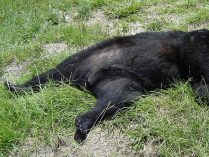 Conflicto humano: caza furtiva de osos