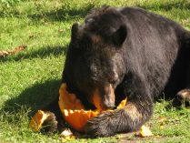 Dieta de los osos