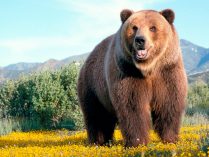 Imagen de un oso salvaje
