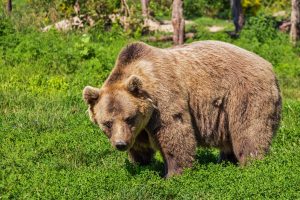 Las mejores rutas para ver osos en España