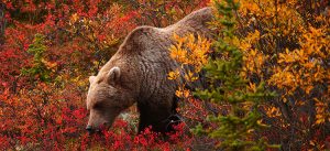 Oso grizzly de Alaska