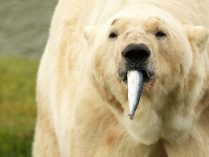 Oso polar comiendo