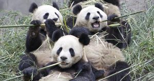 Osos panda gigantes