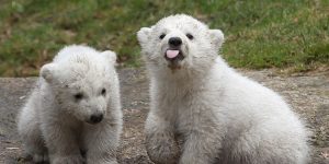 Los osos polares bebés