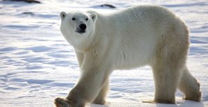 Pelaje de los osos polares